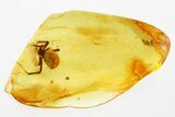 Large Detailed Fossil Spider (Araneae) In Baltic Amber #346381-1